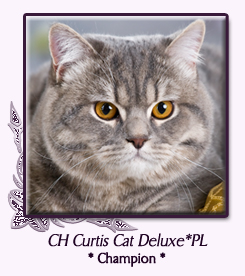 Curtis Cat Deluxe*PL