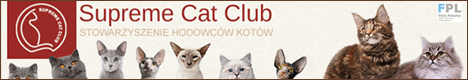 Hodowla Kotów Brytyjskich Domisie*PL - SSC - Supreme  Cat  Club 