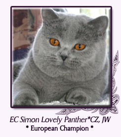 Simon Lovely Panther*CZ